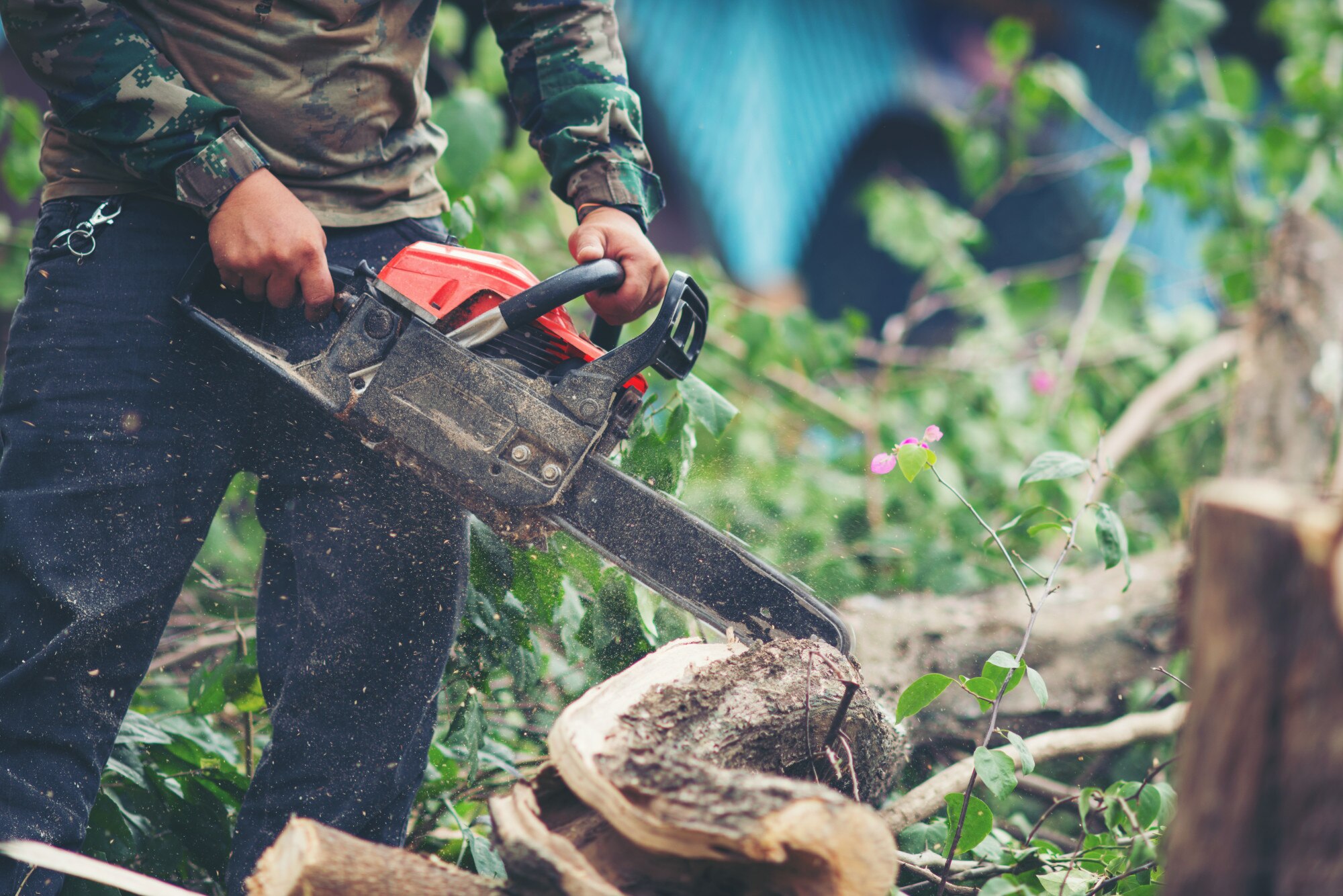 Consulting Arborists: Expertise in Tree Care