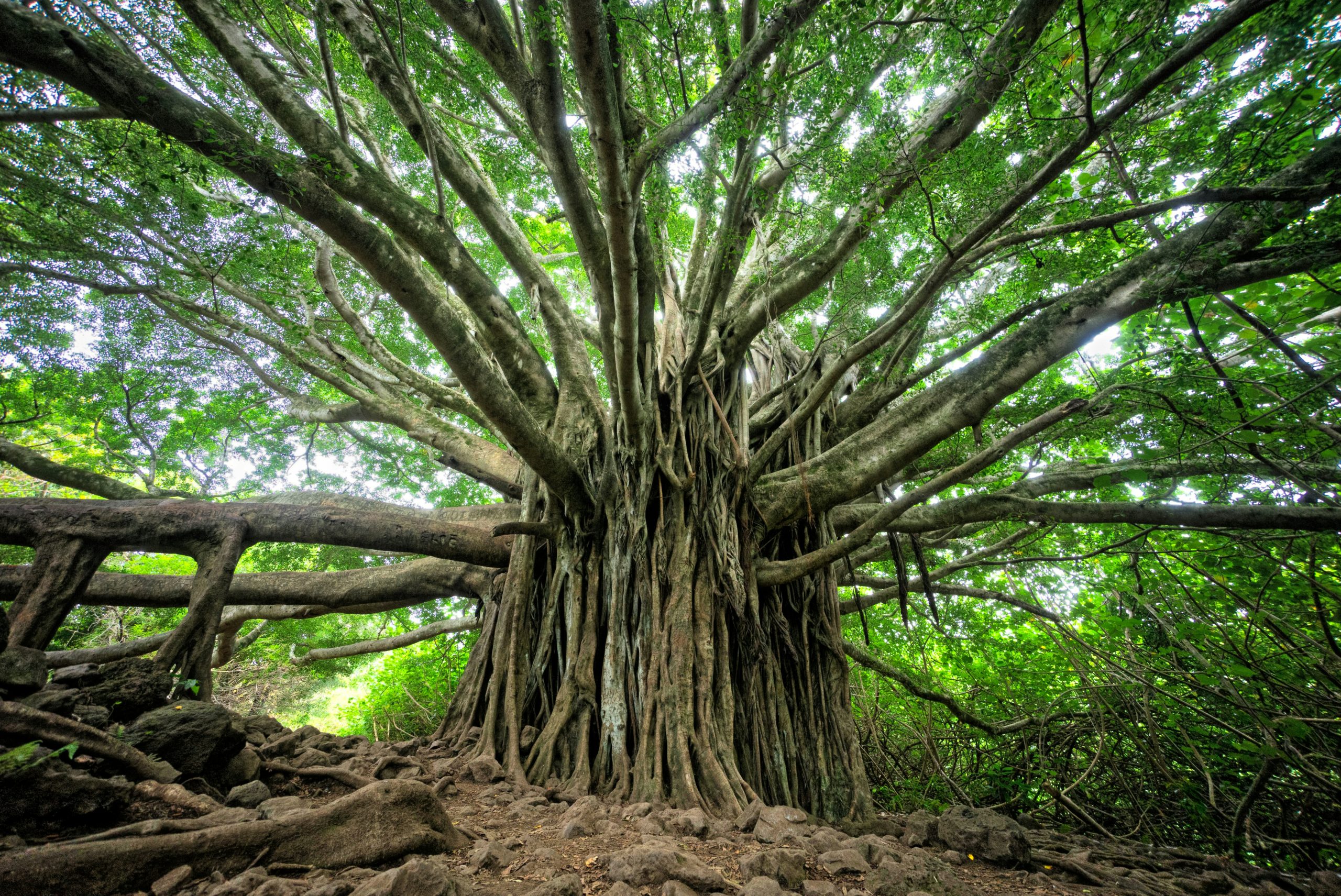 Tree Removal Brisbane Cost